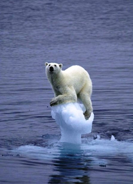 Polar Bears Melting