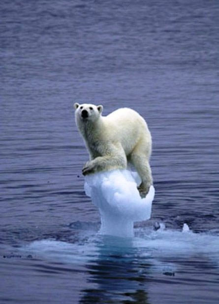 Polar Bear on Ice